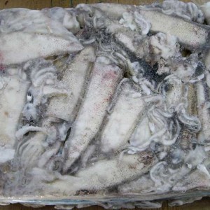 calamar-patagonico2