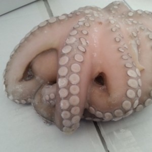 pulpo mexico (octopus maya)